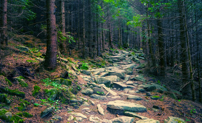 ground road ascending through the dark pine forest