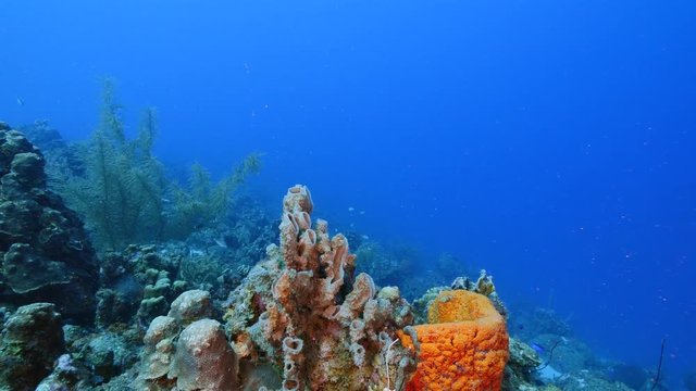 Seascape of coral reef in the Caribbean Sea around Curacao with coral and sponge