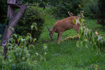 Reh sucht im Garten nach Essen