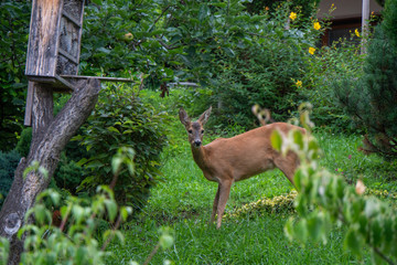 Reh sucht im Garten nach Essen