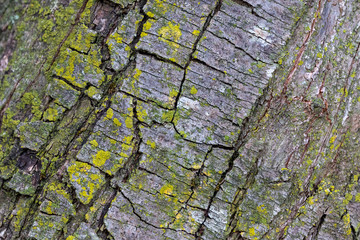 corteccia di albero primo piano texture