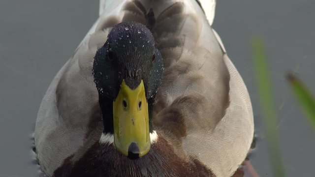   close-up of the head of the royal anade, with drops of water on its plumage  