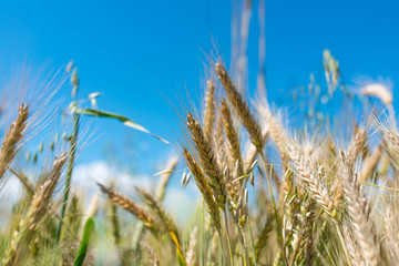 Obraz premium Golden rye close up shot on agricultural field against blue sky, shallow depth of field, copy space.