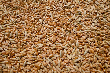 Processed wheat and rye grains for agricultural backgrounds