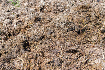 Animal manure close up in the fields, locals using as fertiliser for the agricultural soil.