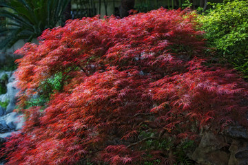 Thick red foliage and leaves of Japanese maple