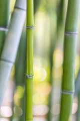 Bright green bamboo stalks on soft background