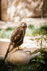 A falcon with yellow eyes sits on a clay jug on a rock background and looks into the camera