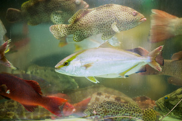 Fresh live fish catch of the day behind the wet stall glass at the seafood market in Hong Kong, China.