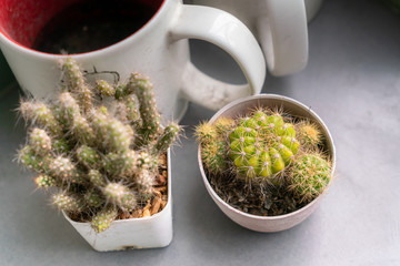Cactus and old empty coffee mug