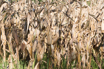 Maize crop ready for harvesting 01