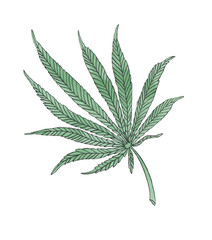 Watercolor illustration branch of Green Hemp leave