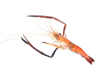 BBQ, shrimp, food for socializing