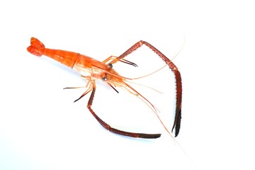 BBQ, shrimp, food for socializing