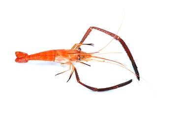 BBQ, shrimp, food for socializing