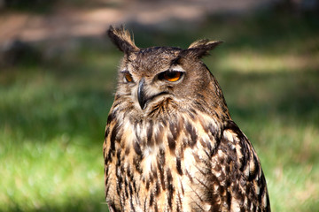 European Eagle Owl portrait outside