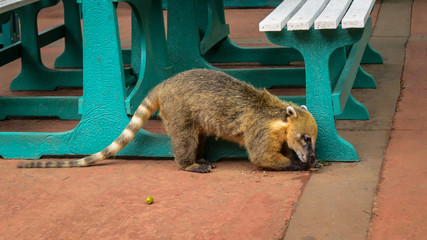 Coati searching for a food
