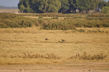 Fototapeta na wymiar a cheetah in the grassland