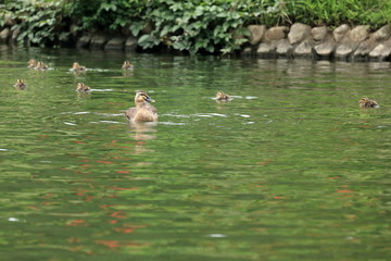 さぎ山記念公園のカルガモの親子