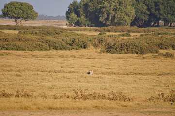 a cheetah in the grassland