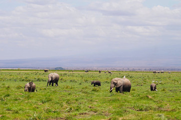Naklejka na ściany i meble an elephant family in the grassland