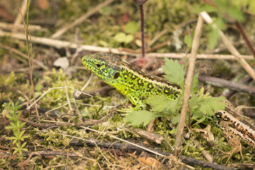 Sand lizard hid