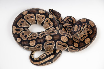 Obraz premium Ball python