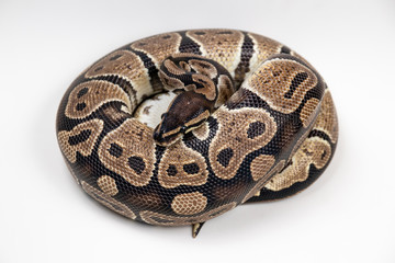 Fototapeta premium Ball python