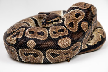 Ball python