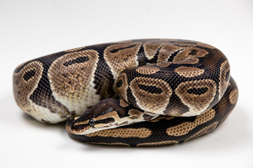 Obraz premium Ball python