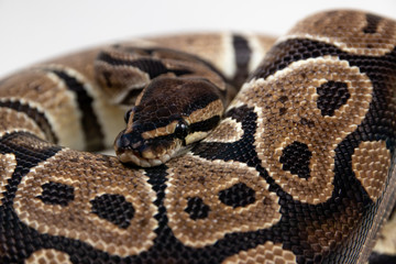 Ball python