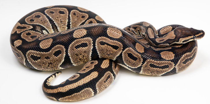 洋書　PYTHON REGIUS Amazon | Ball Pythons: A Complete Guide to Python Regius