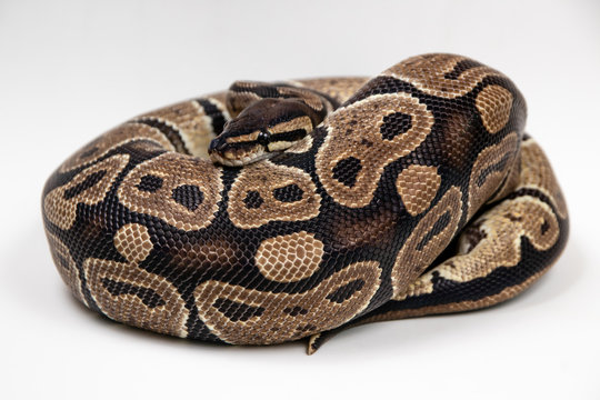 Ball python