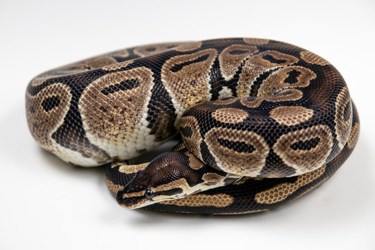 Ball python