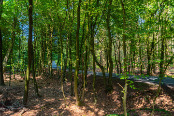 Obraz premium a dangerous country road in a forest of reindeer just so teeming in germany