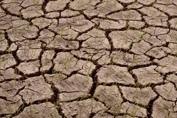 Dry fields with natural texture of cracked clay in perspective floor. Death Valley field  background.