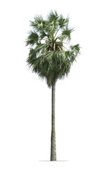 palm tree isolated on white background