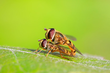 Syrphidae on plant