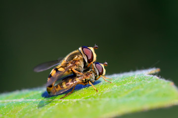 Syrphidae on plant