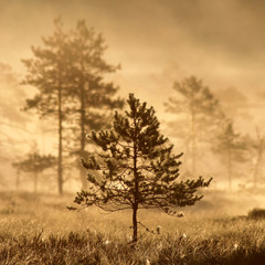 Fototapeta na wymiar Pine tree at marsh in Tammela, Southern Finland. 