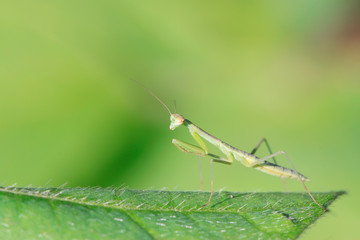 Mantis larvae on plant