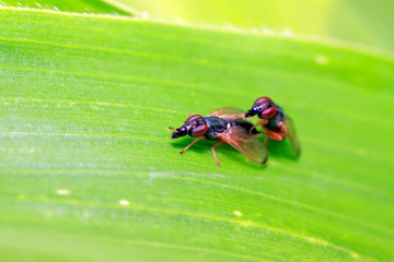 Fototapeta premium Platystomatidae on plant