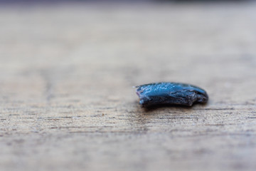 a ripped out claw of a dog