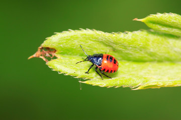 Zicrona caerulea on plant