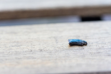 a ripped out claw of a dog