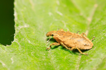 Naklejka premium weevil on plant