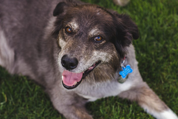 dog smiling and looking at the camera © Mikel