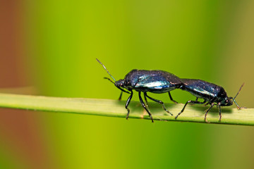 Zicrona caerulea on plant