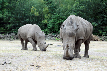 Fototapeta premium Rhinoceros walk scene. Rhino portrait. Rhinoceros rhino. Rhinoceros rhino portrait Muddy rhinoceros male, standing, starring out into the field.
