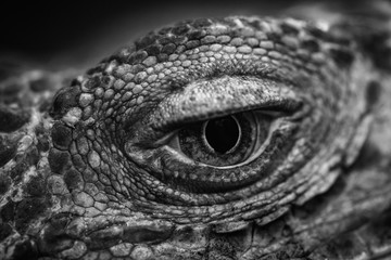 Black and white photo of iguana eye macro close up nature abstract